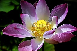 花,植物區(qū)系,蓮花