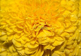 菊花,许多翅膀,黄