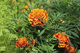 鮮花,花床,夏季花卉