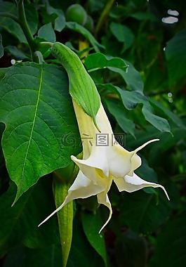 花,開花,天使鐘聲