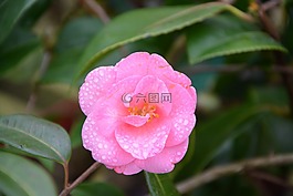 花,花茶,粉红色的花朵