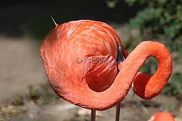 弗拉明戈,動(dòng)物,動(dòng)物園