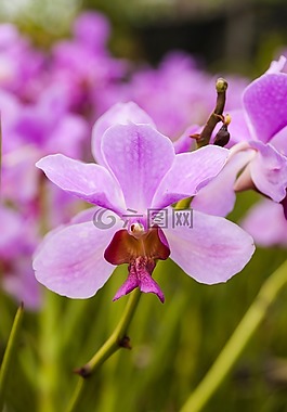 紫色,花,蘭花