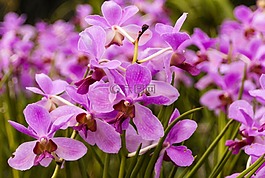 紫色,花,蘭花