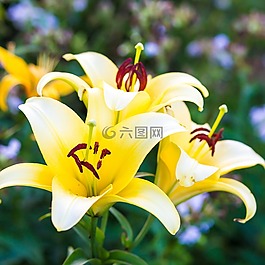 鮮花,黃色,莉莉