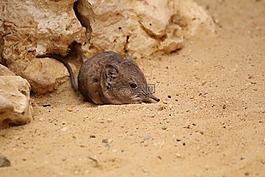 鼠標,動物園,動物