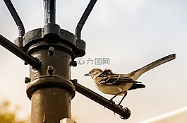 鳥,坐,城市
