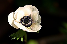 花,花瓣,花園