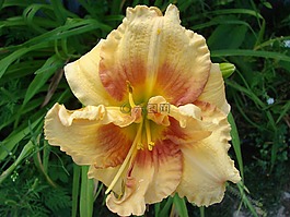 黃花菜,hemerocalis,自然