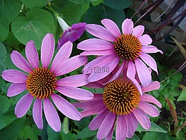 松果菊,coneflower,花
