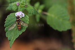 昆蟲,葉,植物