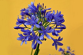 花,開花,廠