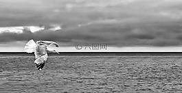 海鸥,黑色和白色,海洋