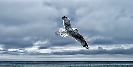 鷗,海鷗,鳥(niǎo)