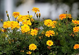 万寿菊,鲜花,黄色