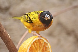 鳥(niǎo),動(dòng)物園,動(dòng)物