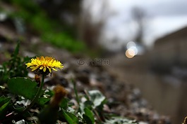蒲公英,花,定期