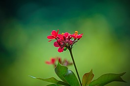 花,自然,植物區(qū)系