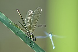 蜻蜓,綠色,濕地