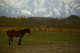 馬,山,字段