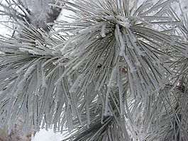 冬天,雪,松