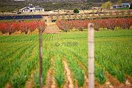 景觀,人工林,字段
