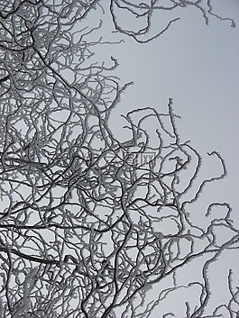 冰,枝杈,冷