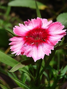 石竹,粉紅色,花