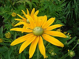 金光菊,希爾,黑眼豆的蘇珊