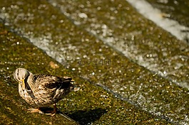 鴨,動(dòng)物,鳥