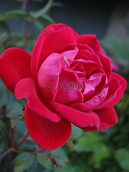 紅色,玫瑰,花