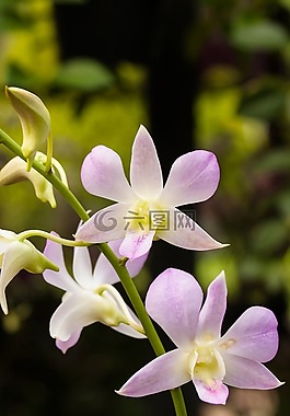 舒緩,溫泉,花