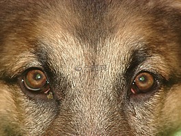 狗,眼睛,德國(guó)牧羊犬