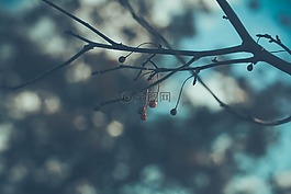 自然,冬天,戶外