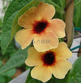 深情的雙眼,thunbergia,花