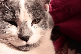 貓,寵物,弗利納