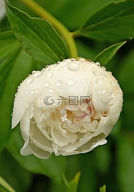 花卉,白,春天