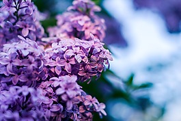 無,丁香花,沒有蓬勃發(fā)展