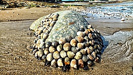 貝殼,鵝卵石,海