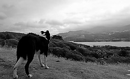 狗,海,天空
