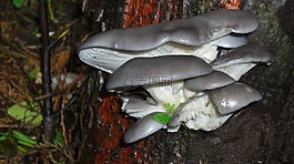 牡蛎蘑菇,的funghi,菌类