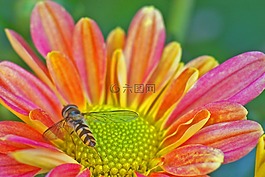 hoverfly,昆虫,性质