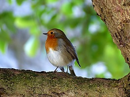 鳥(niǎo),羅賓,性質(zhì)