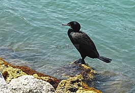 鳥(niǎo),野生動(dòng)物,海洋