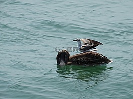 鳥,海洋,佛羅里達