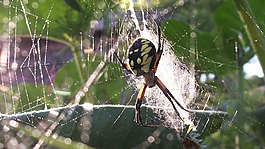 蜘蛛,露水,web