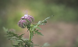 開花,廠,薊