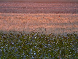 字段,耕地,麥田
