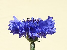矢車菊,藍(lán)色,花