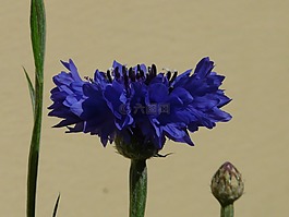矢車菊,葉子,開(kāi)花